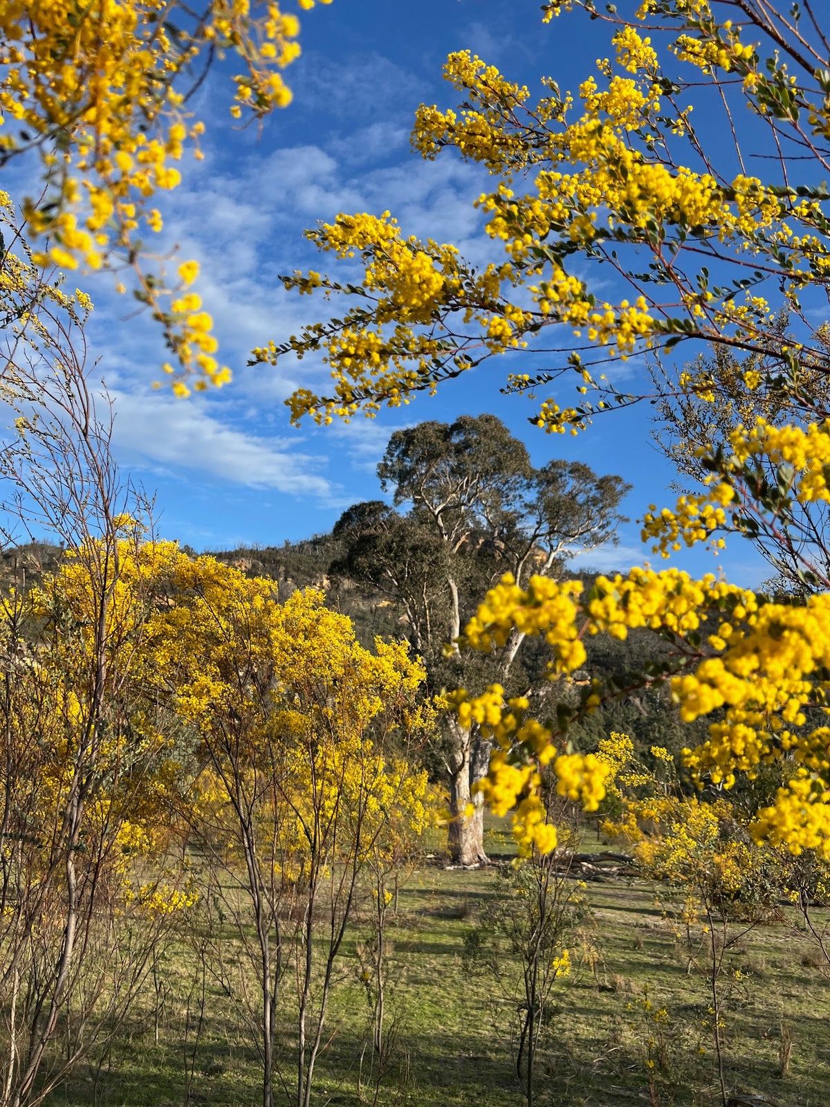 Wattle blossom fill our paddocks with a sea of yellow